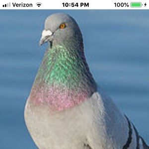 Meet your Posher, Thomas